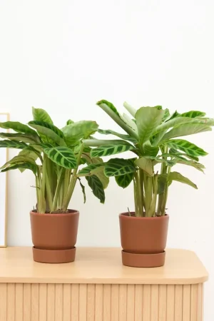 Actie - 2 x Calathea Zebrina - 35 cm