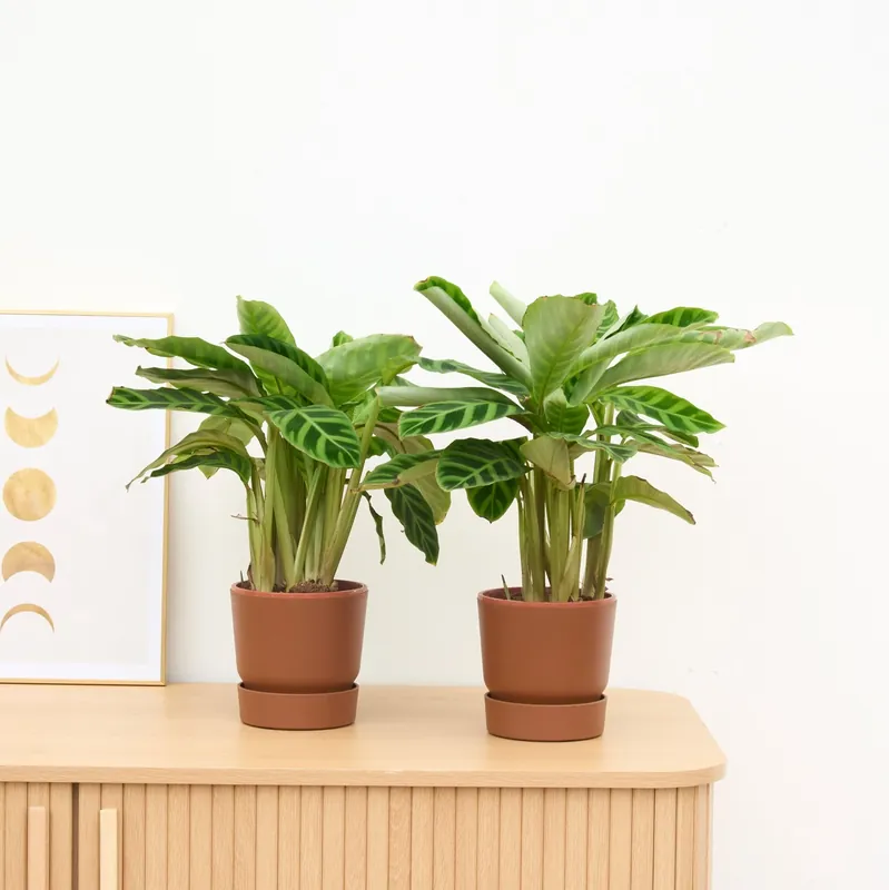 Actie - 2 x Calathea Zebrina - 35 cm