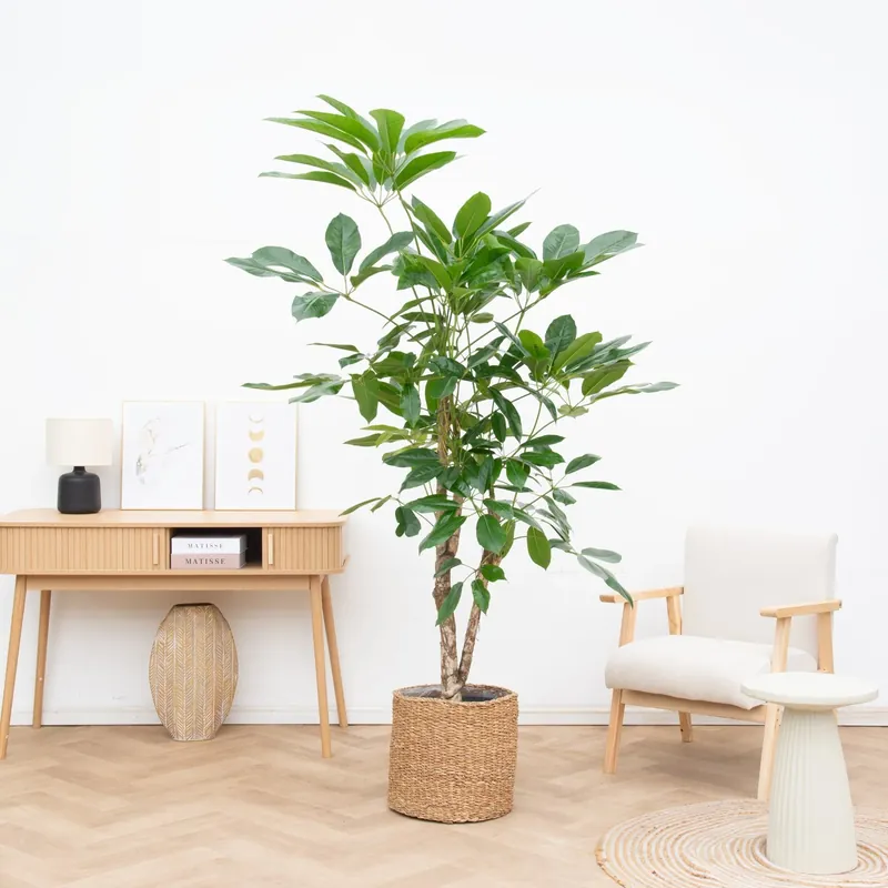 Shop nu - Schefflera vertakt - 210 cm