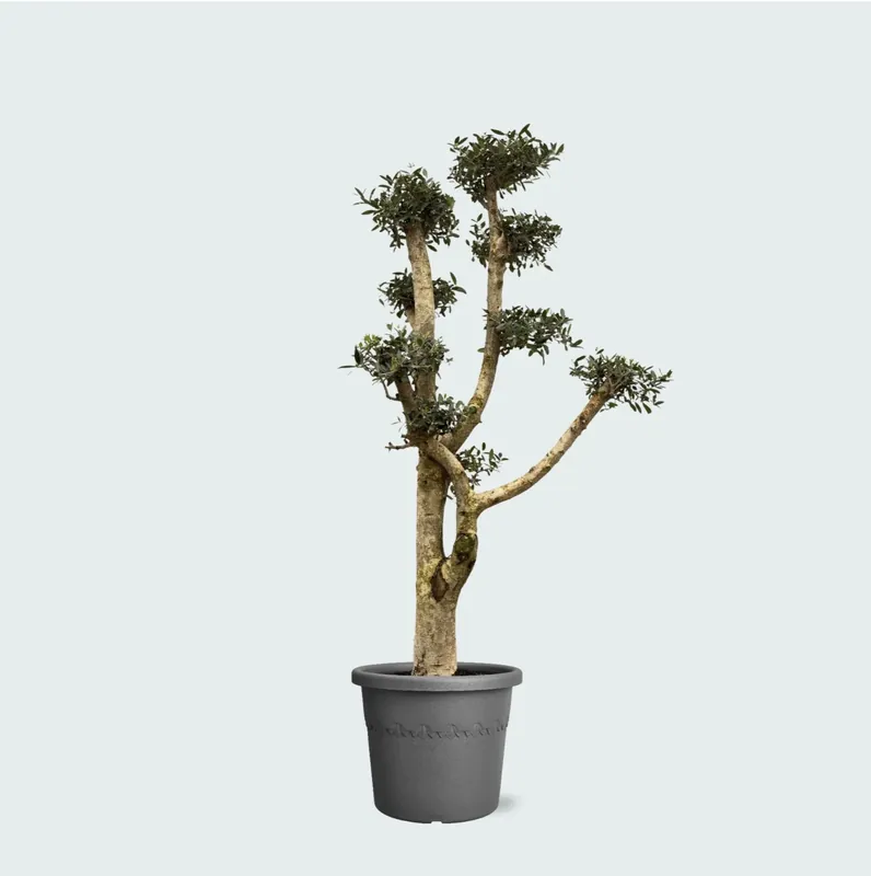 Olea Pom Pon XL - 200 cm - Nu beschikbaar