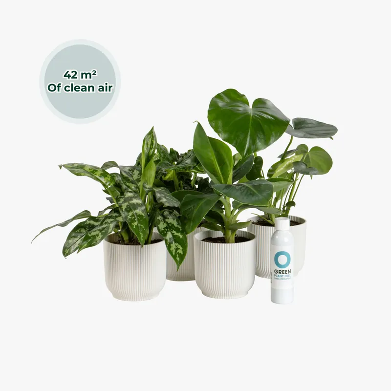Online bestelbaar | Ogreen Glacier