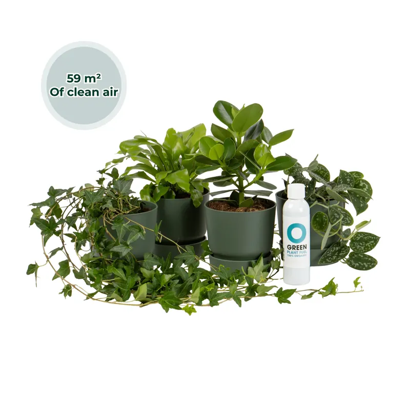 Prijs verlaagd - Ogreen Forest