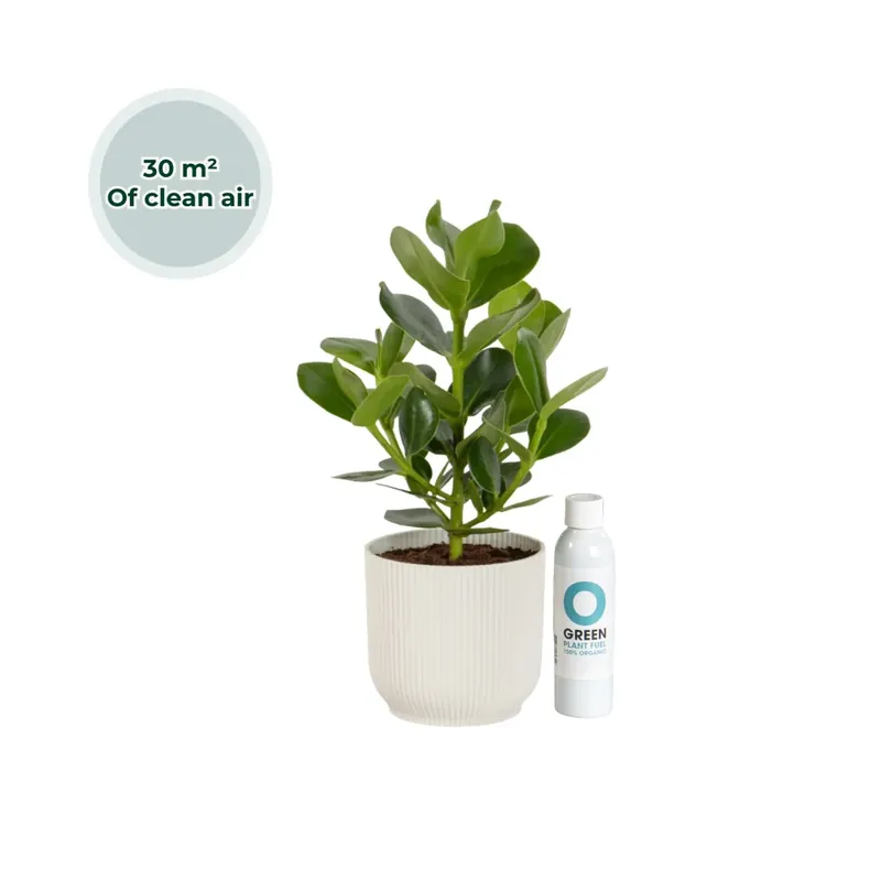 Uitverkoop | Ogreen Champ inclusief pot Glacier
