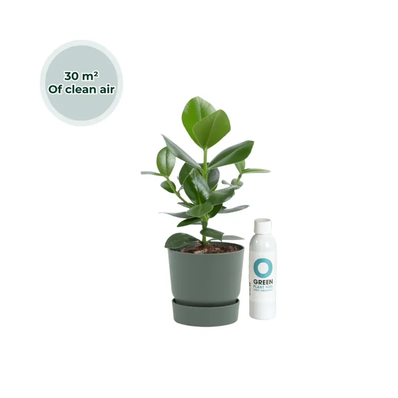 Net binnen - Ogreen Champ inclusief pot Forest