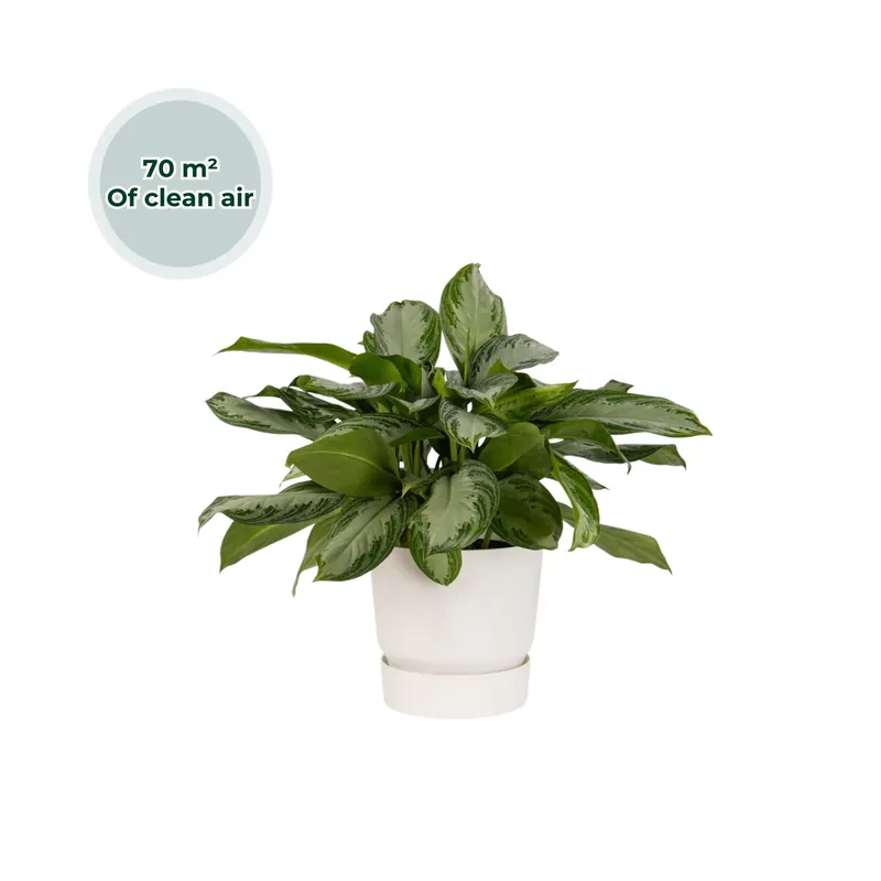 Ogreen XL Emperor | Erg populair