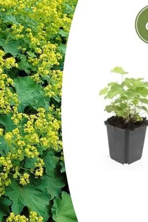 Alchemilla Mollis - 20cm - Rechtstreeks uit de fabriek