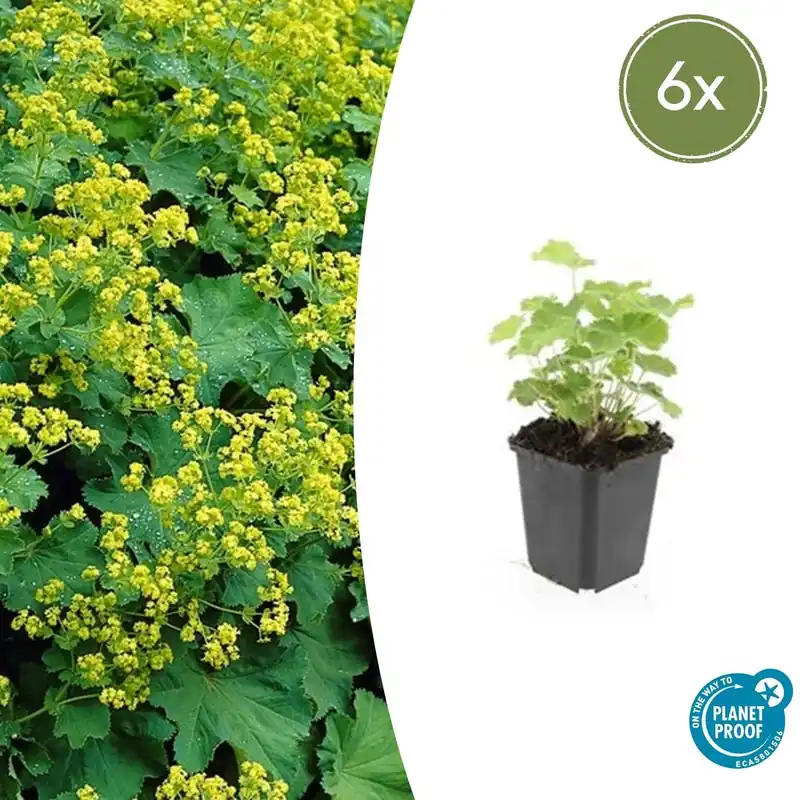 Alchemilla Mollis - 20cm - Rechtstreeks uit de fabriek