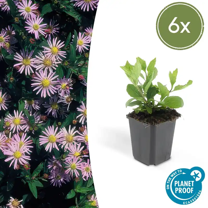 Koopje - Aster Ageratoides ‘Asran‘ - 20cm