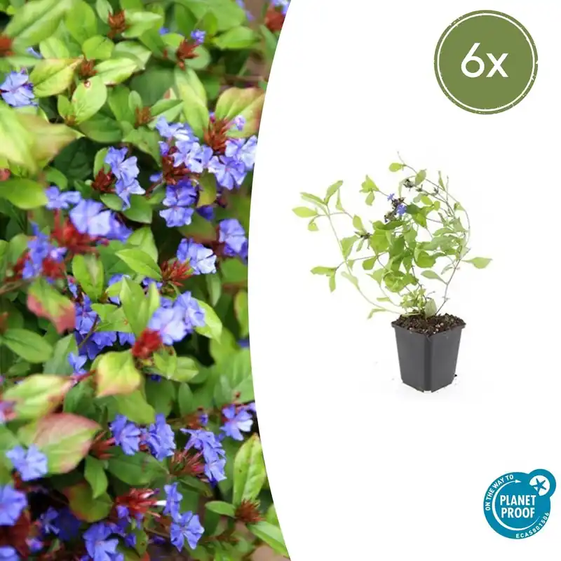 Topdeal - Ceratostigma Plumbaginoides - 20cm