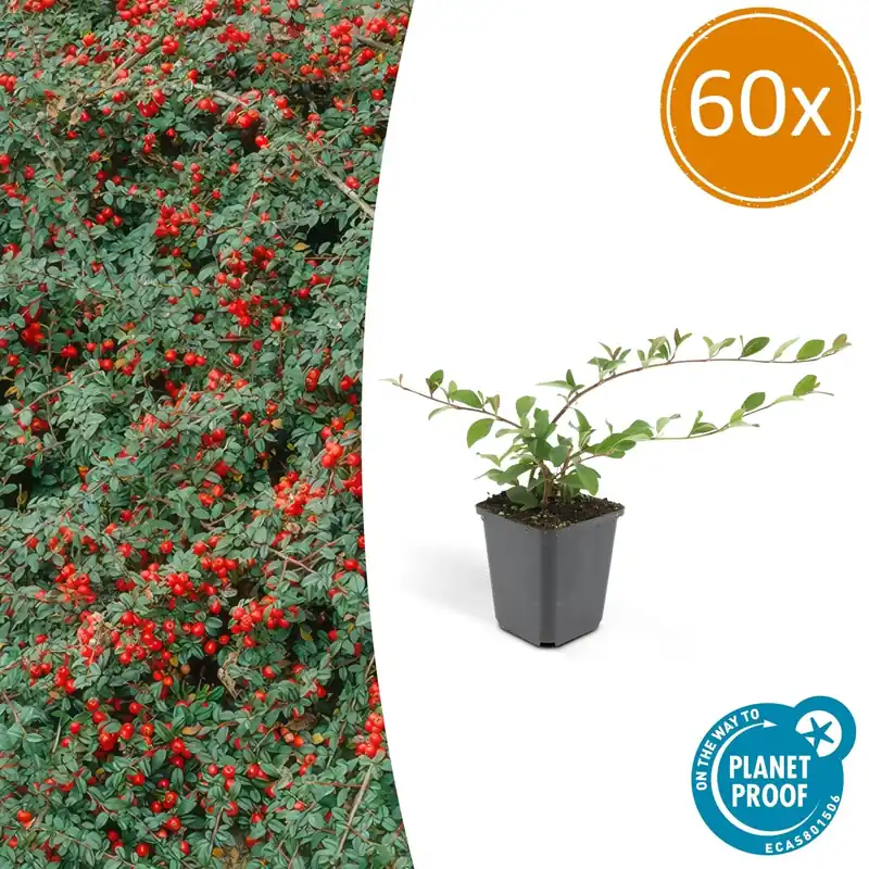 Klantfavoriet - Cotoneaster Dammeri ‘Major‘ - 25cm