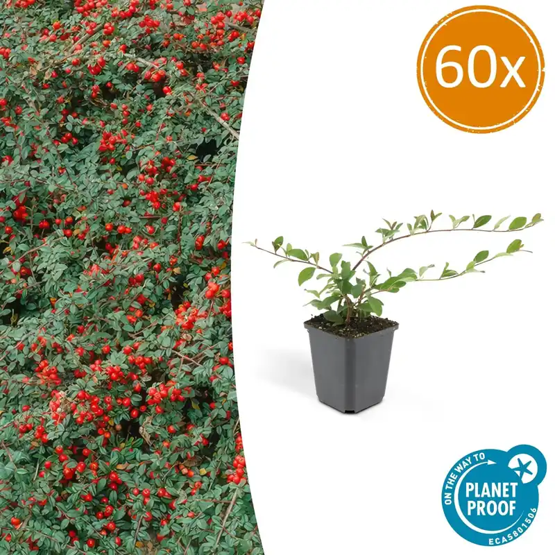 Professionele kwaliteit | Cotoneaster Dammeri - 20cm