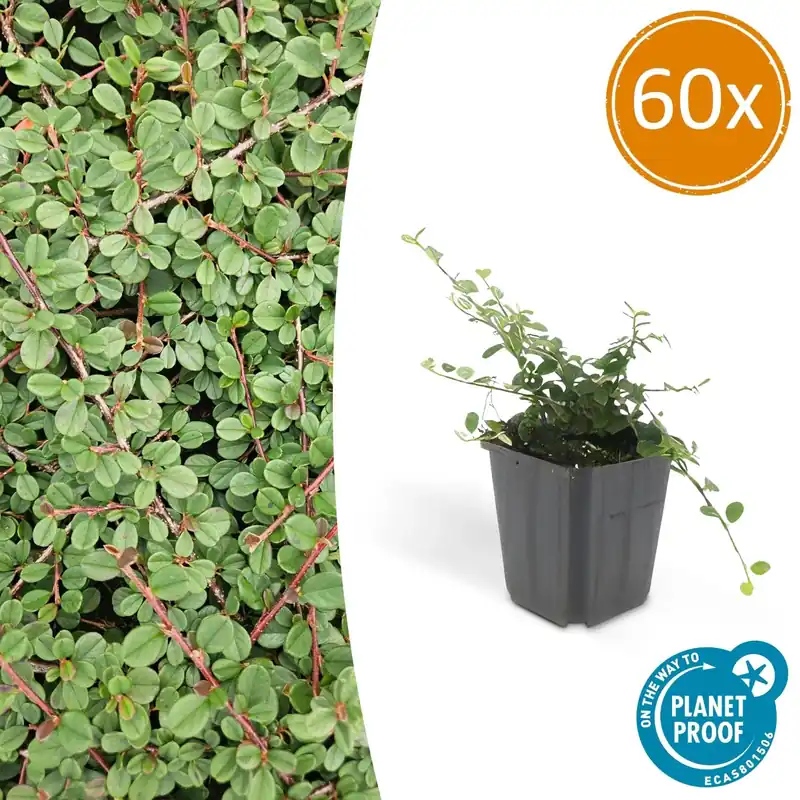 Direct bestellen - Cotoneaster Prostratus ‘Queen of Carpets‘ - 20cm