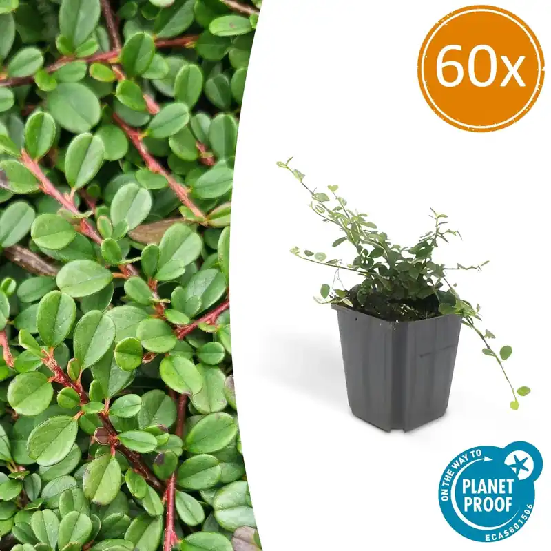 Direct kopen - Cotoneaster pro ‘Streib‘s Findling‘ - 20cm