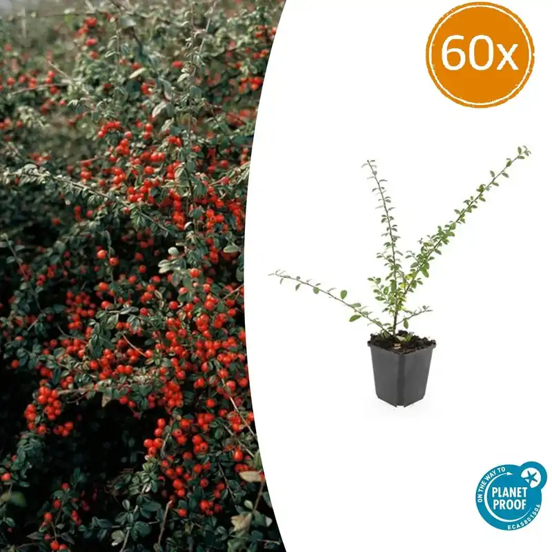 Cotoneaster Suecicus ‘Coral Beauty‘ - 20cm - Laatste dagen