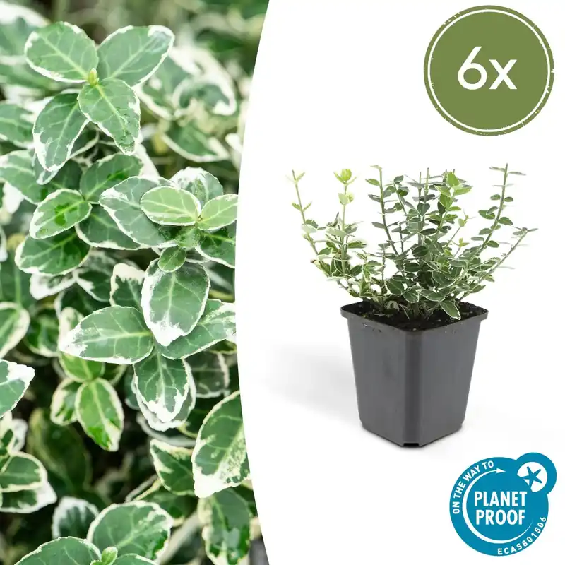 Online bestelbaar - Euonymus ‘Emerald Gaiety‘ - 20cm