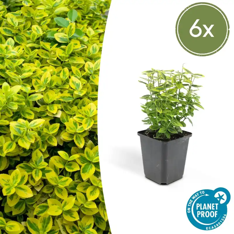 Bestseller | Euonymus Fortunei ‘Emerald ‘n Gold‘ - 20cm