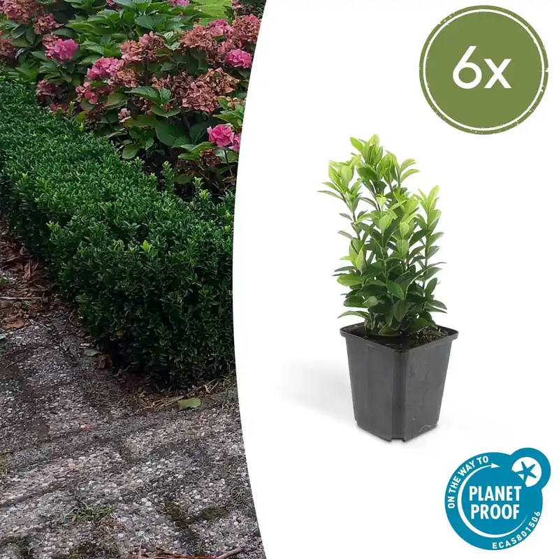 Vanaf nu beschikbaar - Euonymus Japonicus ‘Green Spire‘ - 20cm