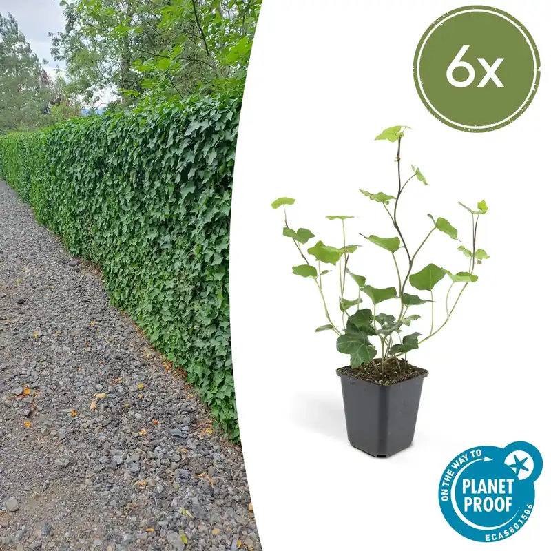 Hedera Hibernica - 20cm | Nieuwe release