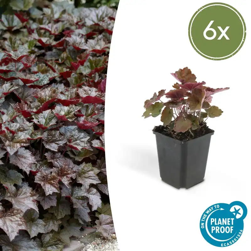 Heuchera ‘Palace Purple’ - 20 cm | Veilig winkelen