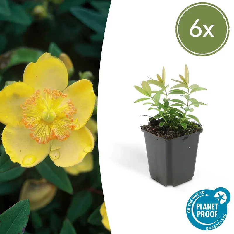 Hypericum Calycinum - 20cm | Dagdeal