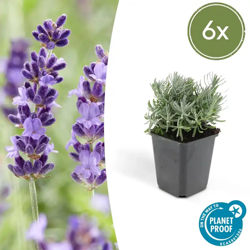 Lavandula ‘Hidcote‘ - 20cm - Superprijs