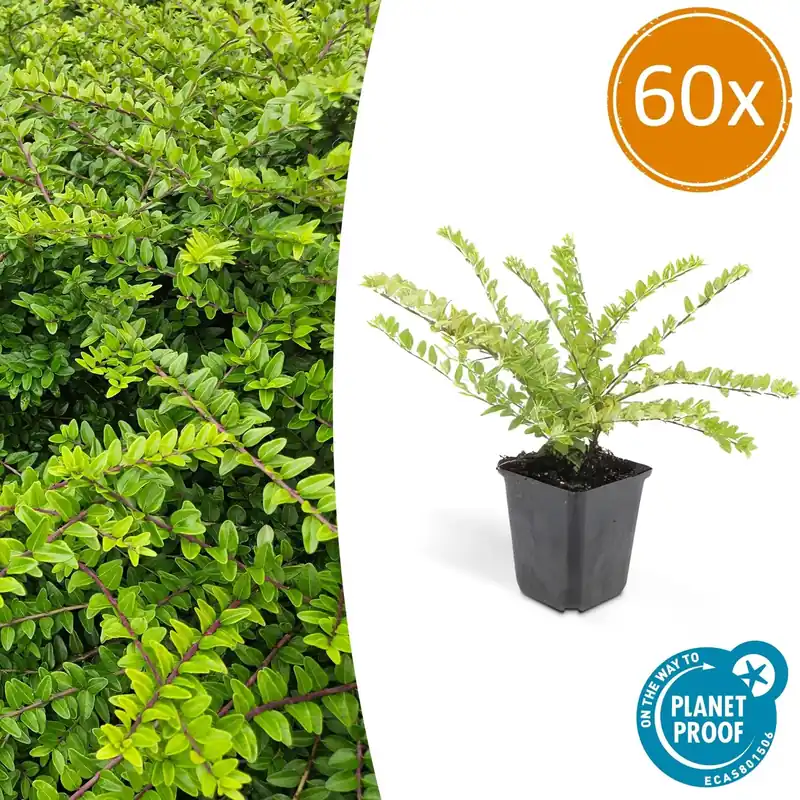 Lonicera ‘Maigrün‘ - 20cm | Snelle verzending