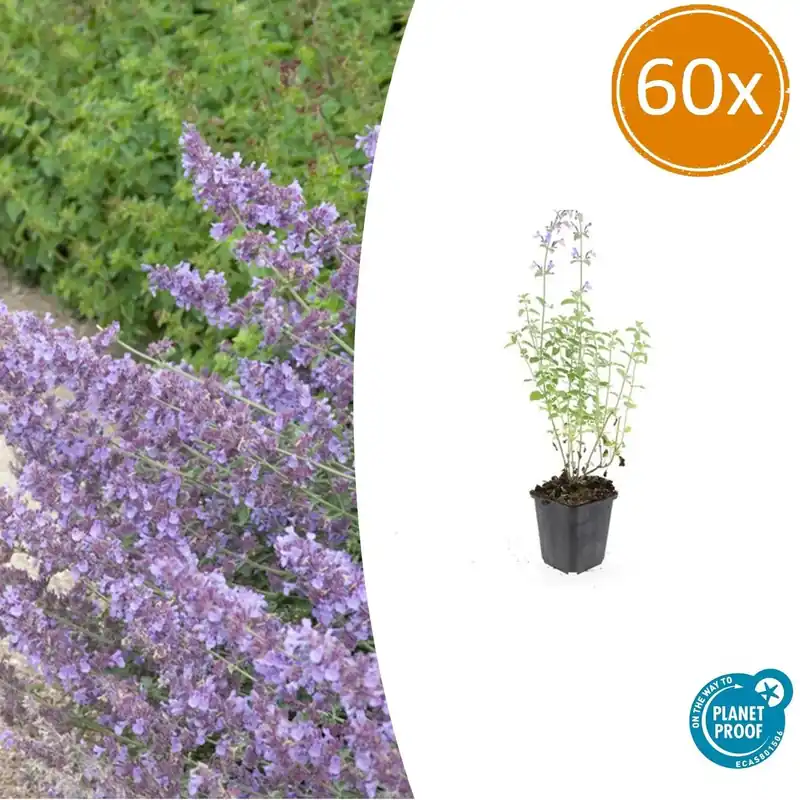 Nepeta ‘Walker‘s Low‘ - 20cm | Meest verkocht
