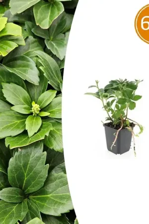 Voeg toe aan winkelwagen | Pachysandra Terminalis - 20cm