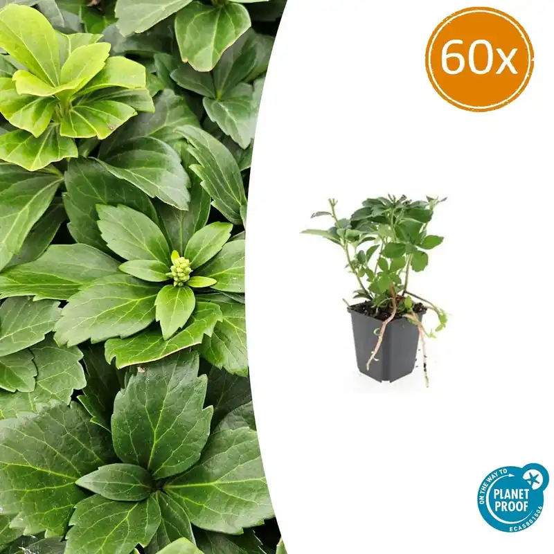 Voeg toe aan winkelwagen | Pachysandra Terminalis - 20cm