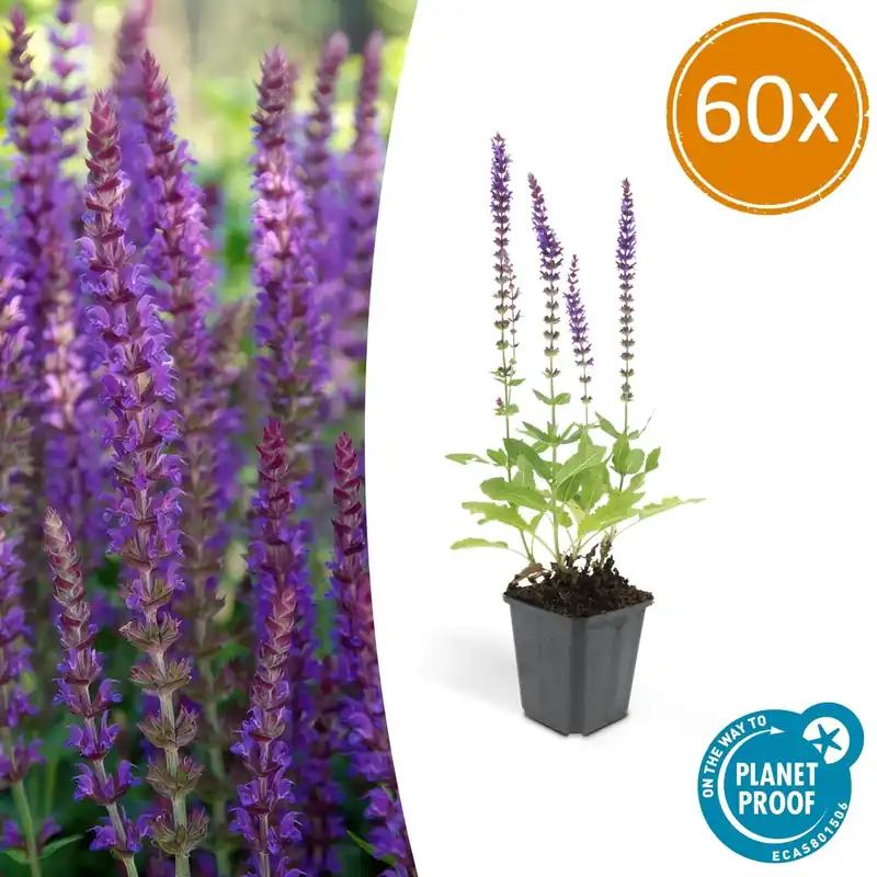 Salvia Nemorosa ‘Ostfriesland‘ - 20cm | Voordeelprijs