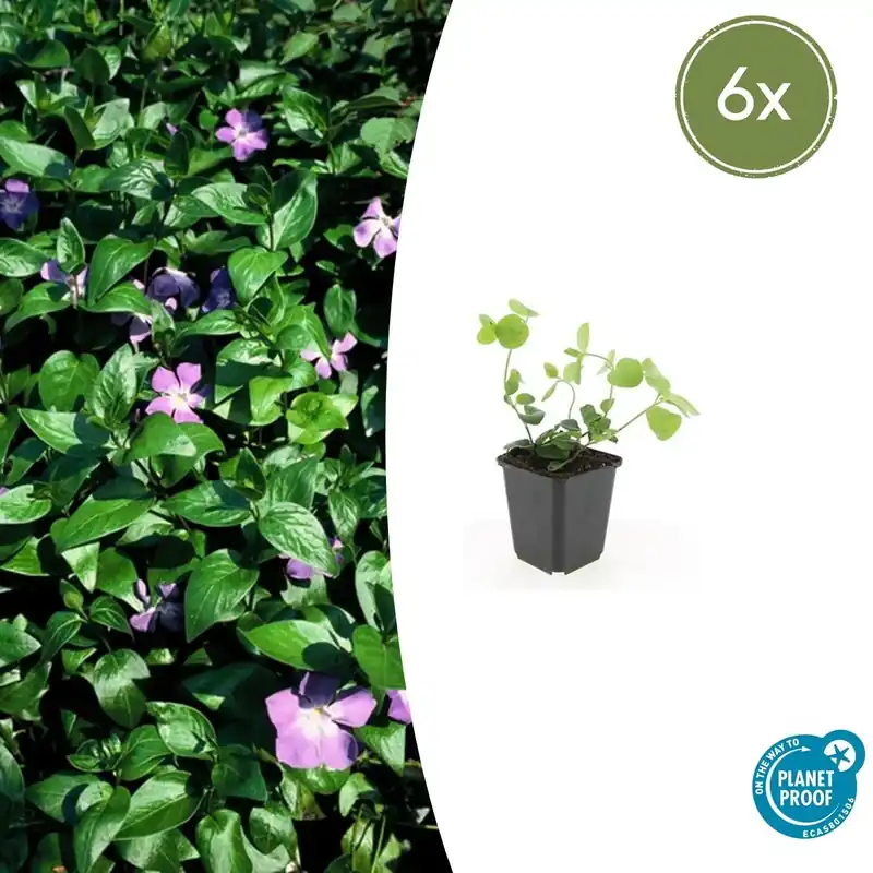 Extra korting | Vinca major - 20cm