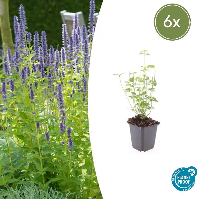 Topproduct - Agastache ‘Black Adder‘ - 20cm