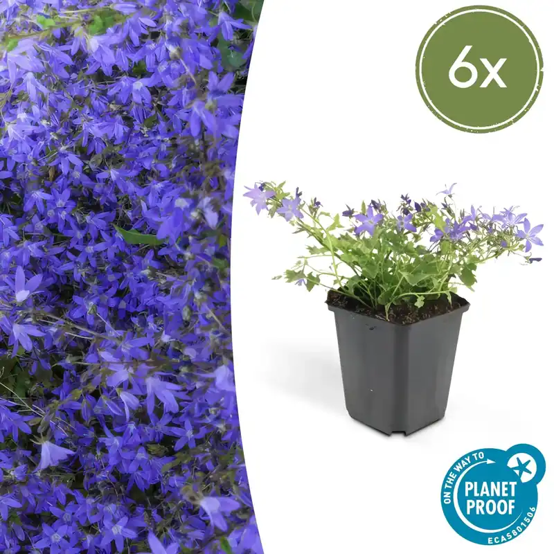 Campanula poscharskyana ‘Stella‘ - 20cm - Rechtstreeks van de fabrikant