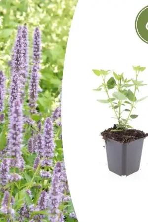 Agastache ‘Blue Fortune‘ - 20cm - Nog maar enkele beschikbaar