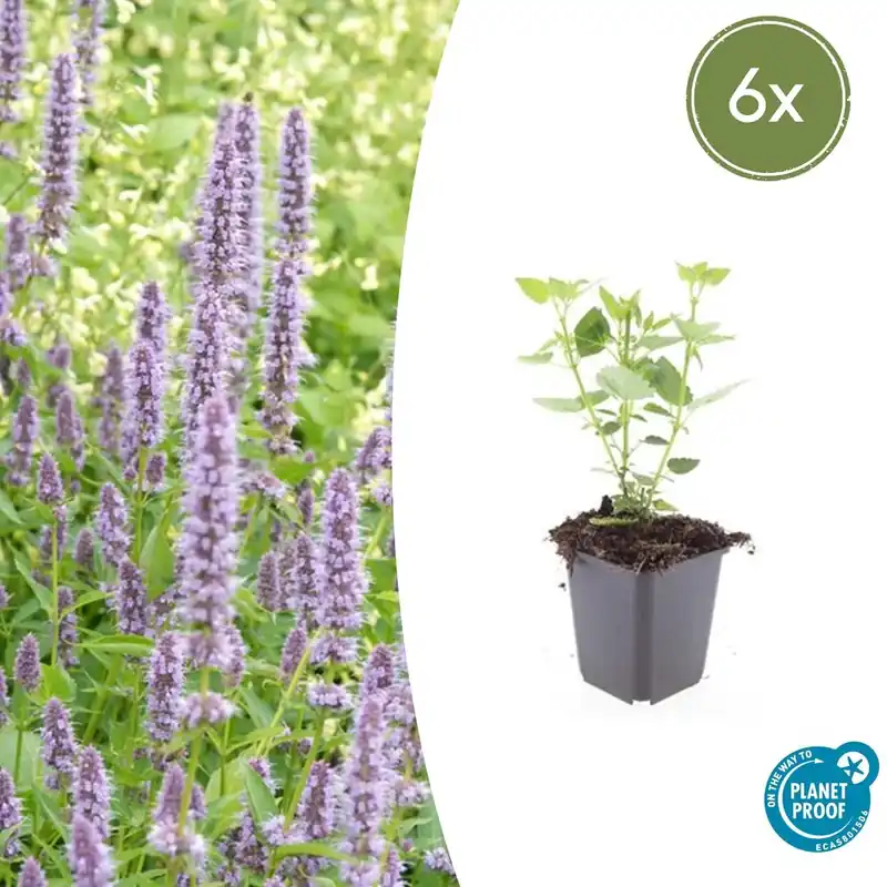 Agastache ‘Blue Fortune‘ - 20cm - Nog maar enkele beschikbaar
