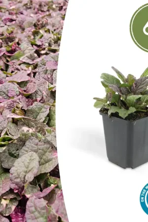 Ajuga reptans ‘Burgundy Glow‘ - 20cm - Net binnen