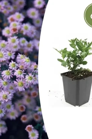 Aster ageratoides ‘Stardust‘ - 20cm - Nu beschikbaar