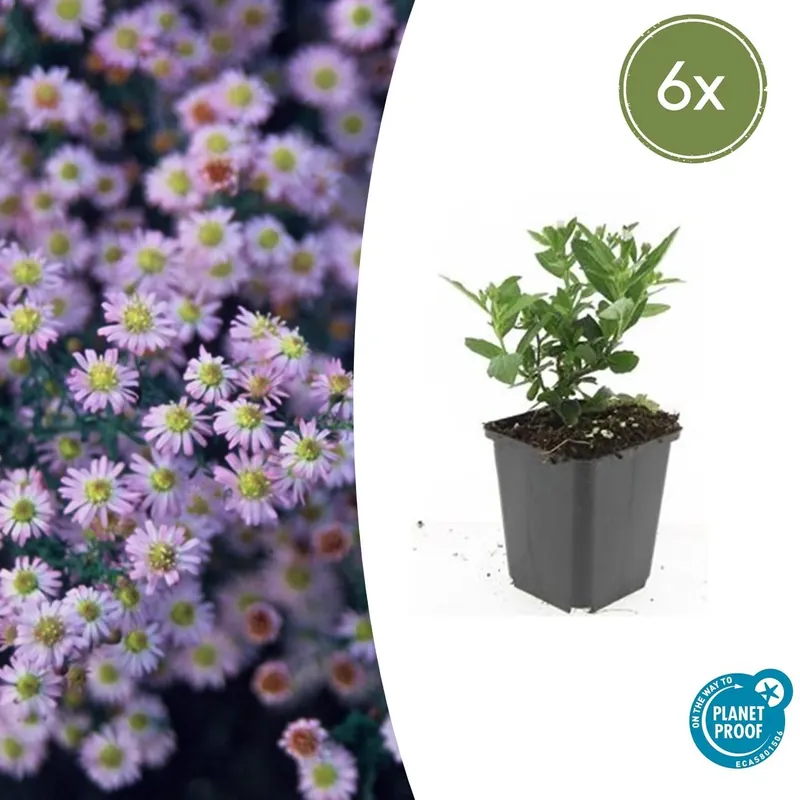 Aster ageratoides ‘Stardust‘ - 20cm - Nu beschikbaar