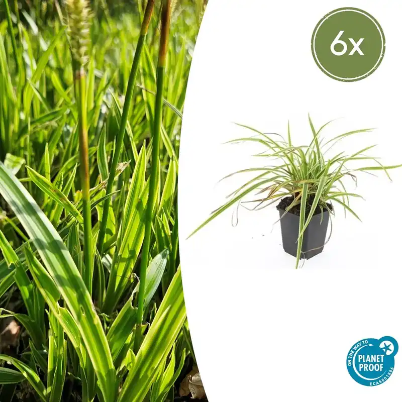 Carex morrowii ‘Aureovariegata‘ - 20cm - Snelle levering