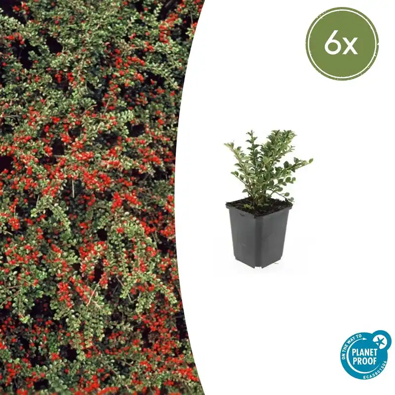 Cotoneaster horizontalis - 20cm - Aanbieding
