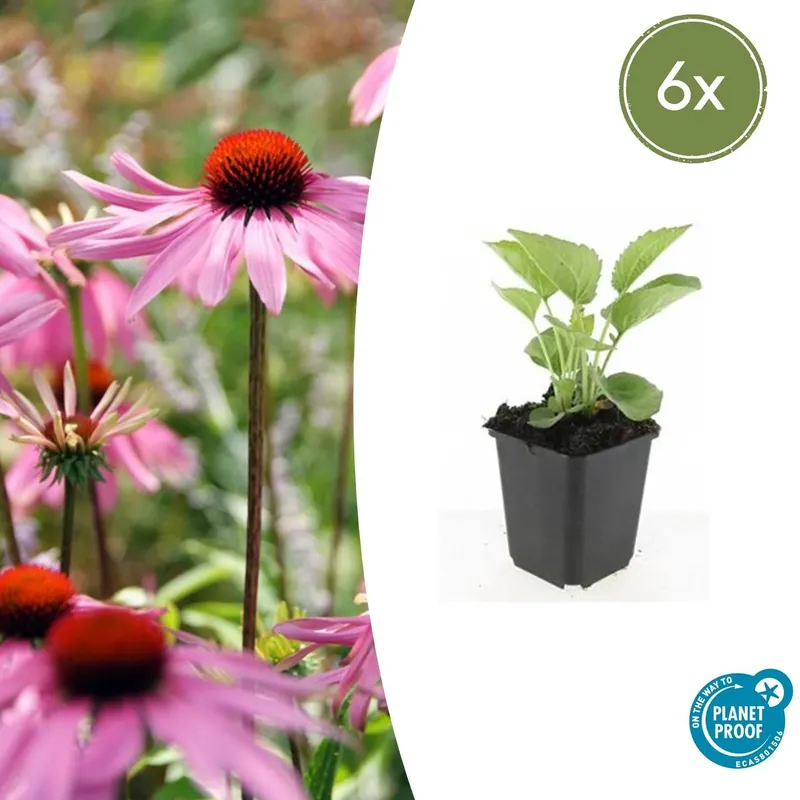 Populair bij klanten | Echinacea purpurea ‘Magnus‘ - 20cm