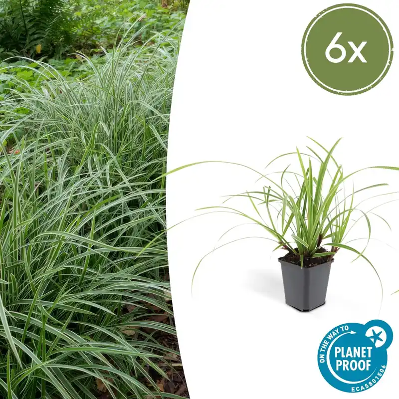 Carex morrowii ‘Ice Dance‘ - 20cm | Spoedlevering