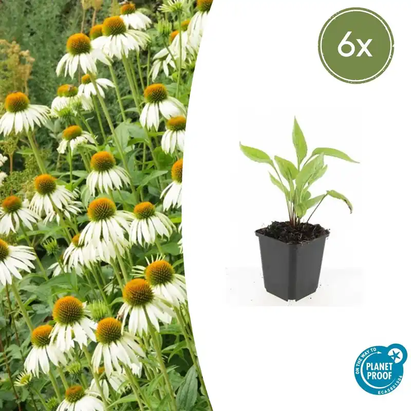 Eenvoudig retourneren - Echinacea purpurea ‘White Swan‘ - 20cm