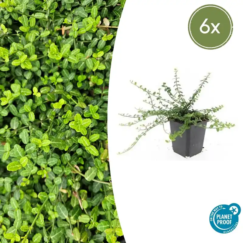 Laatste stuks - Euonymus fortunei ‘Minimus‘ - 20cm