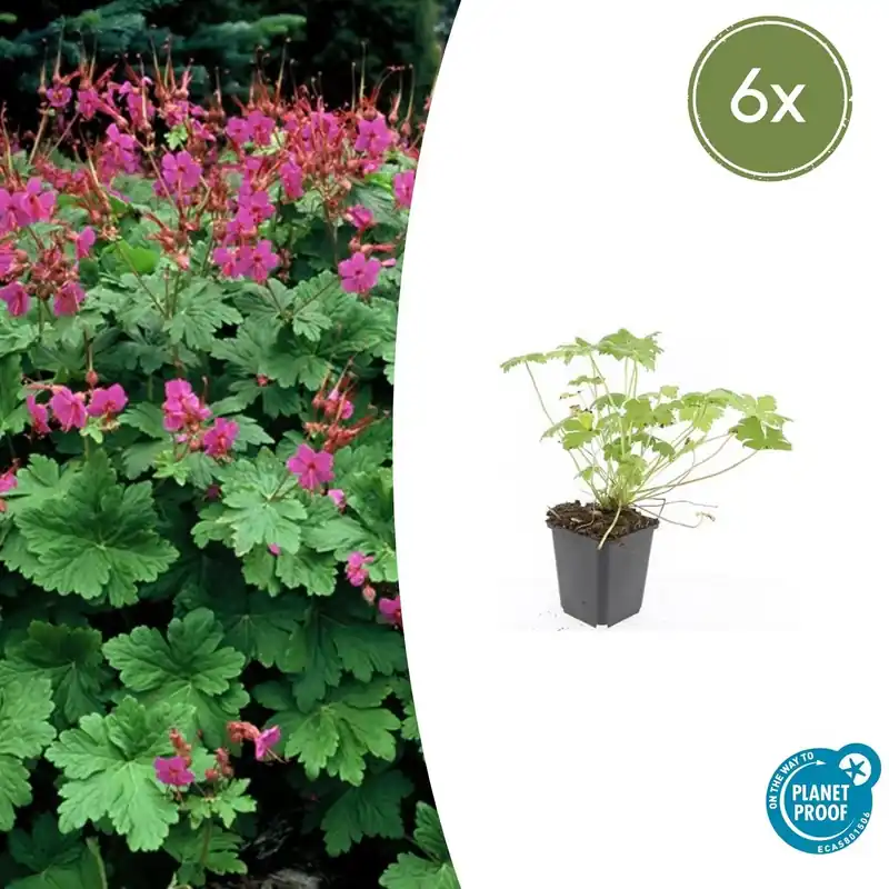 Geranium macrorrhizum ‘Czakor‘ - 20cm | Hoge kwaliteit