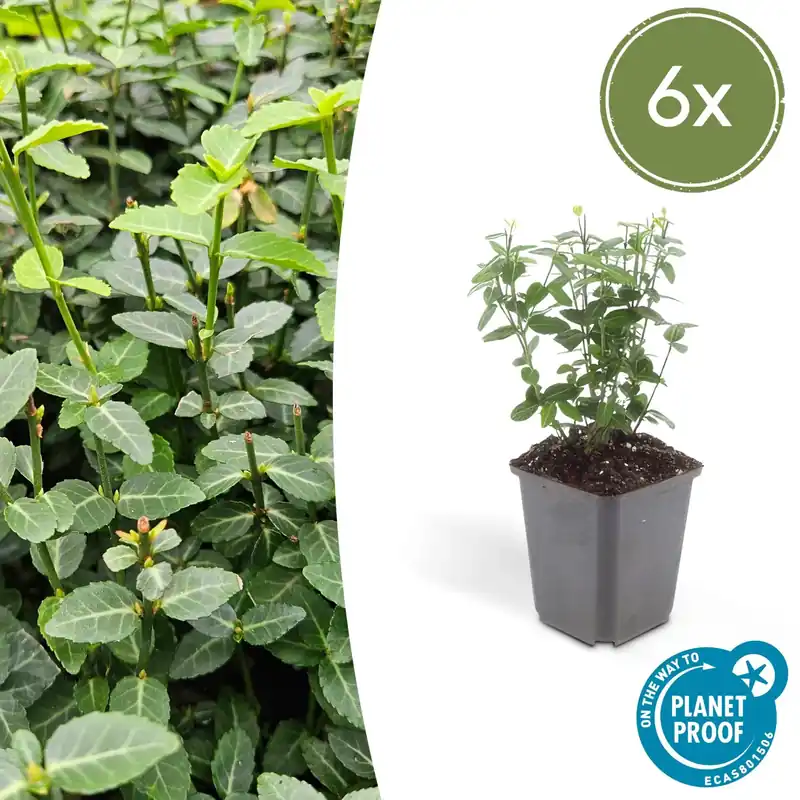 Euonymus fortunei radicans - 20cm - Trending