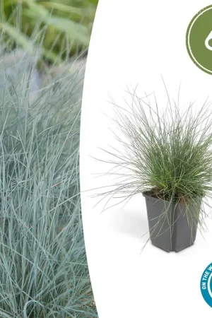 Actieprijs | Festuca Glauca ‘Elijah Blue‘ - 20cm