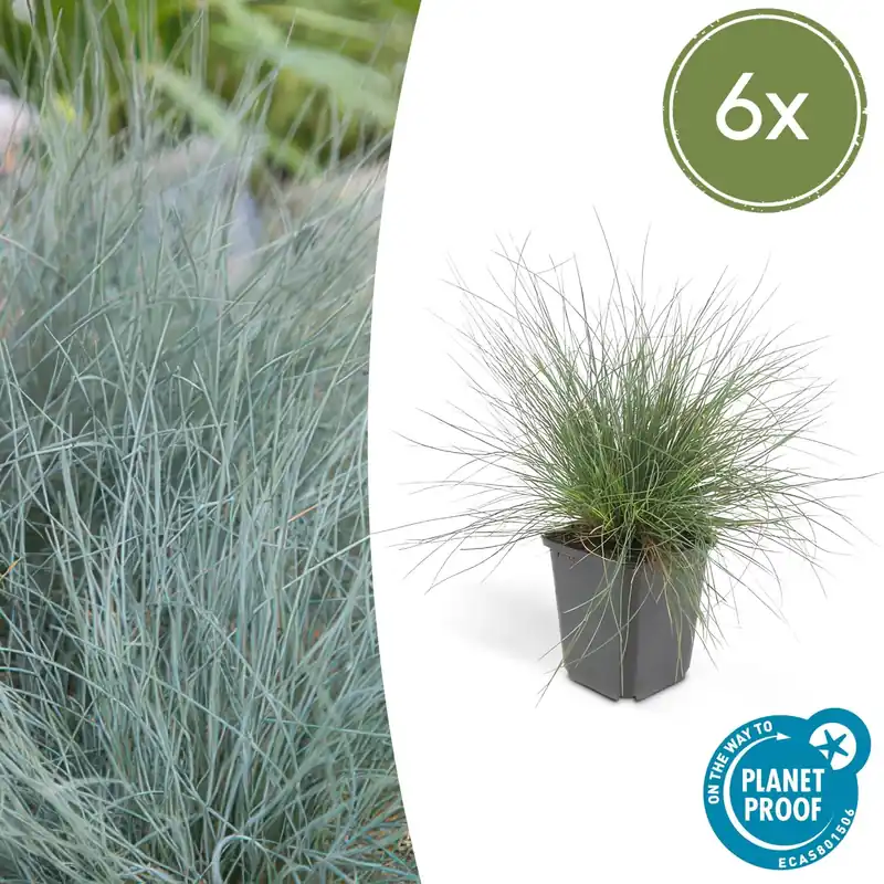 Actieprijs | Festuca Glauca ‘Elijah Blue‘ - 20cm