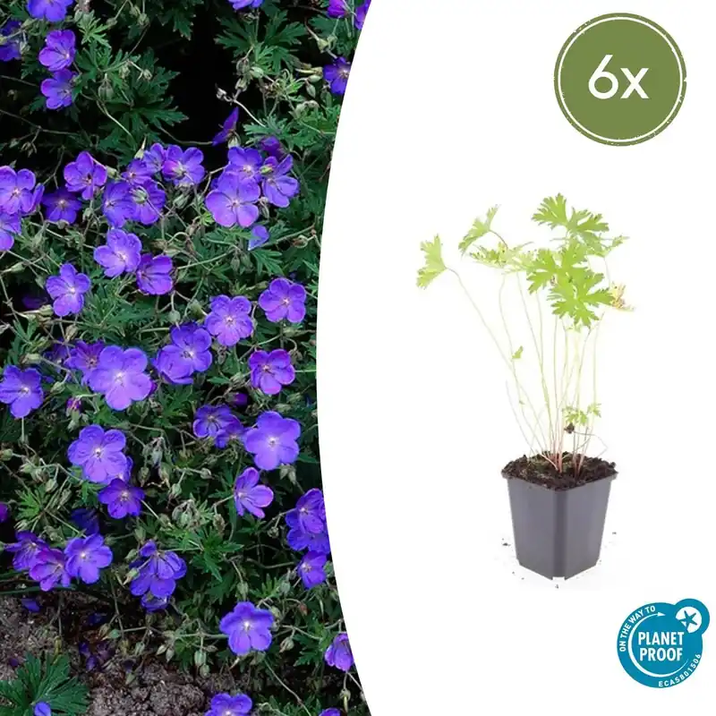 Meest verkocht | Geranium ‘Johnson‘s Blue‘ - 20cm
