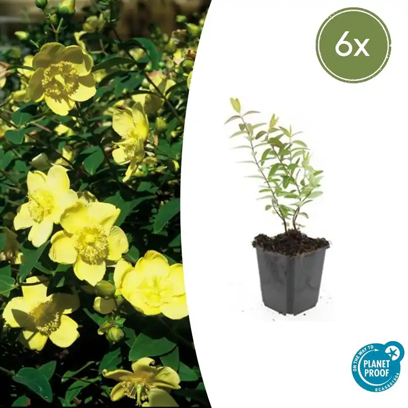 Flitsaanbieding | Hypericum ‘Hidcote‘ - 20cm